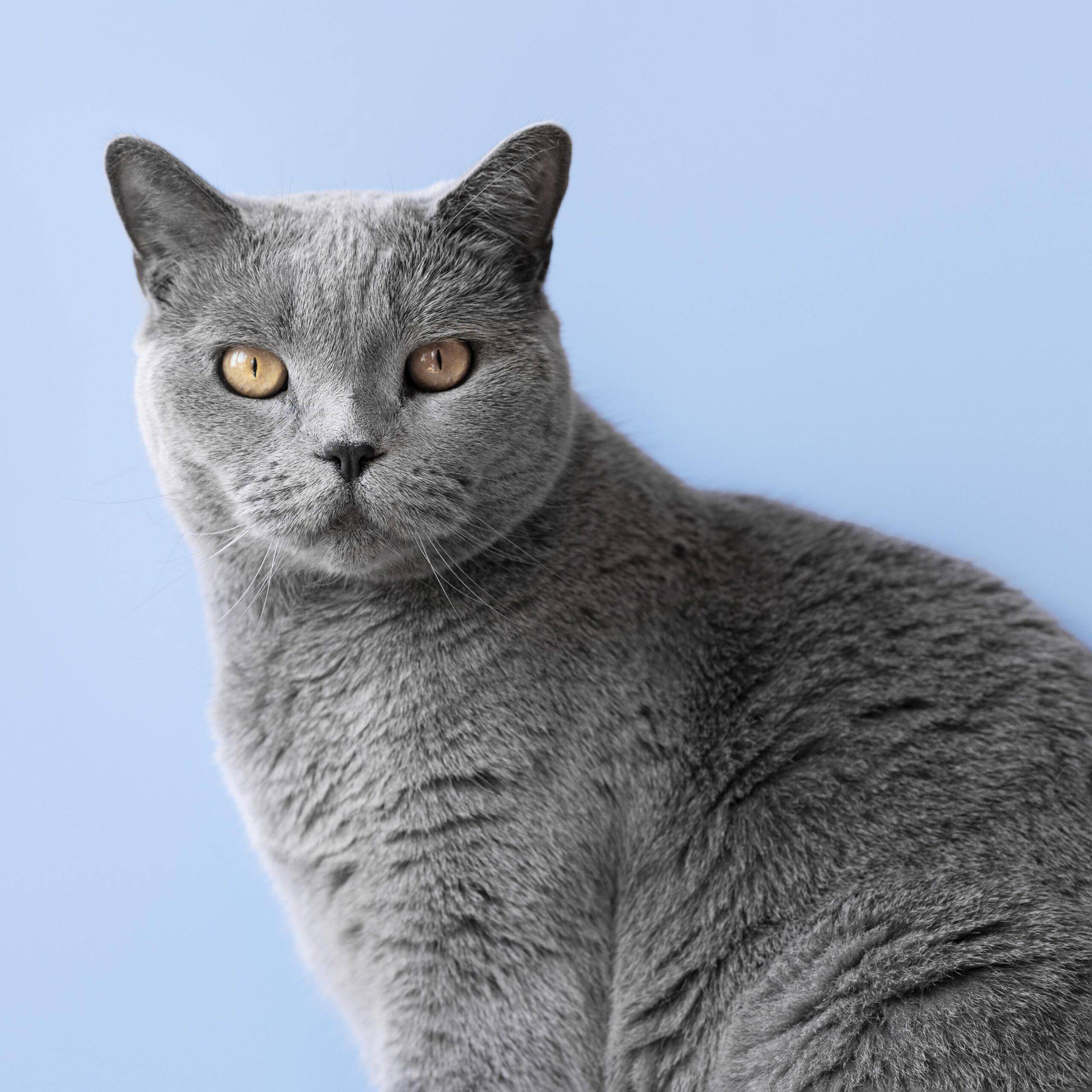 GATOS
